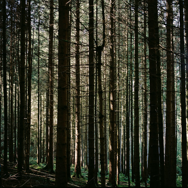 Trees 3